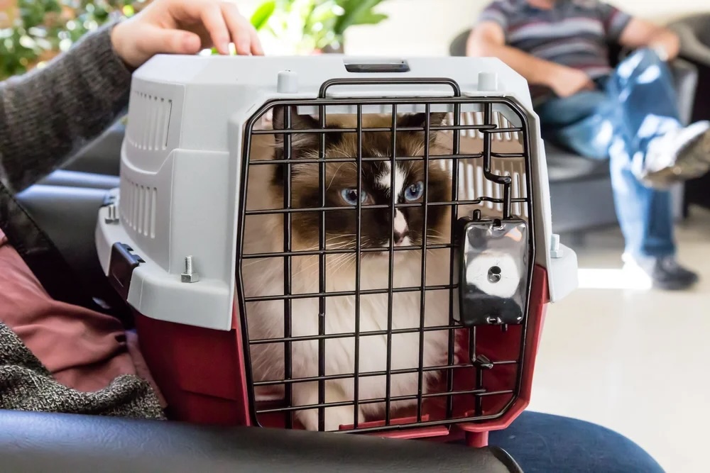 Cat Carrier Cat Carrier