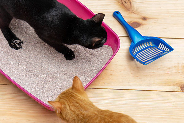 Litter Box Basics Litter Box Basics