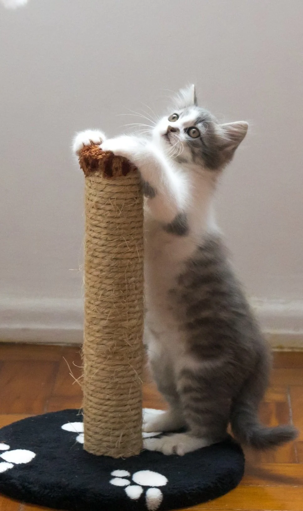 Scratching Behavior Scratching Behavior